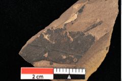 Foto (Detailansicht) von Xylomites daphnes Ettingshausen (NHMW-GEO-2024-0188-0060c)